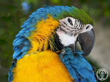 Queen Maya XXL Guacamaya 1