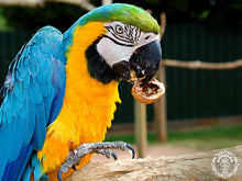 Queen Maya XXL Guacamaya 2