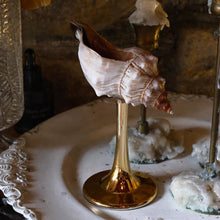 Natural conch stemmed wine glass with shell-inspired coastal design