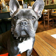 Bestia Frenchie szegecses bőr kutyanyakörv